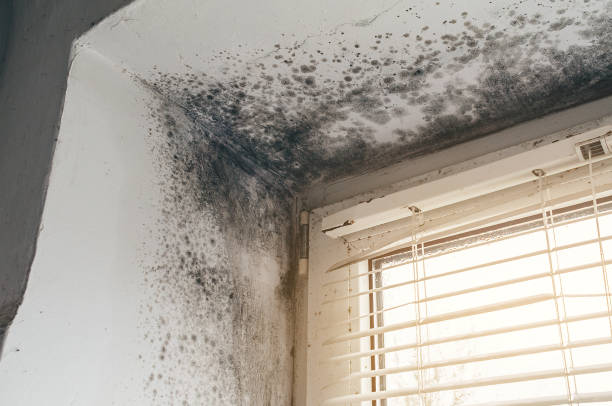 Affordable Crawl Space Mold Removal solutions in Flagtown, NJ